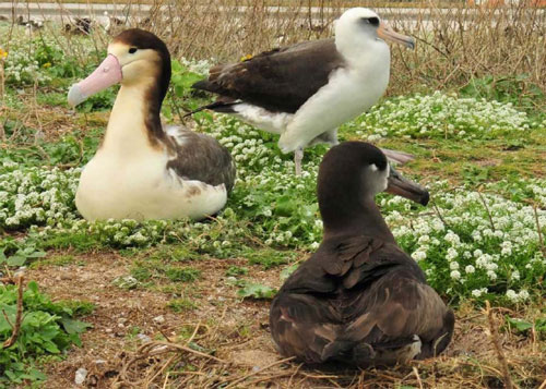 North_Pacific_ albatrosses_by_James_Lloyd